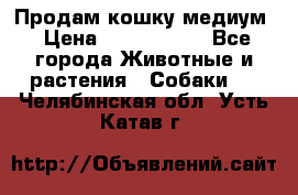 Продам кошку медиум › Цена ­ 6 000 000 - Все города Животные и растения » Собаки   . Челябинская обл.,Усть-Катав г.